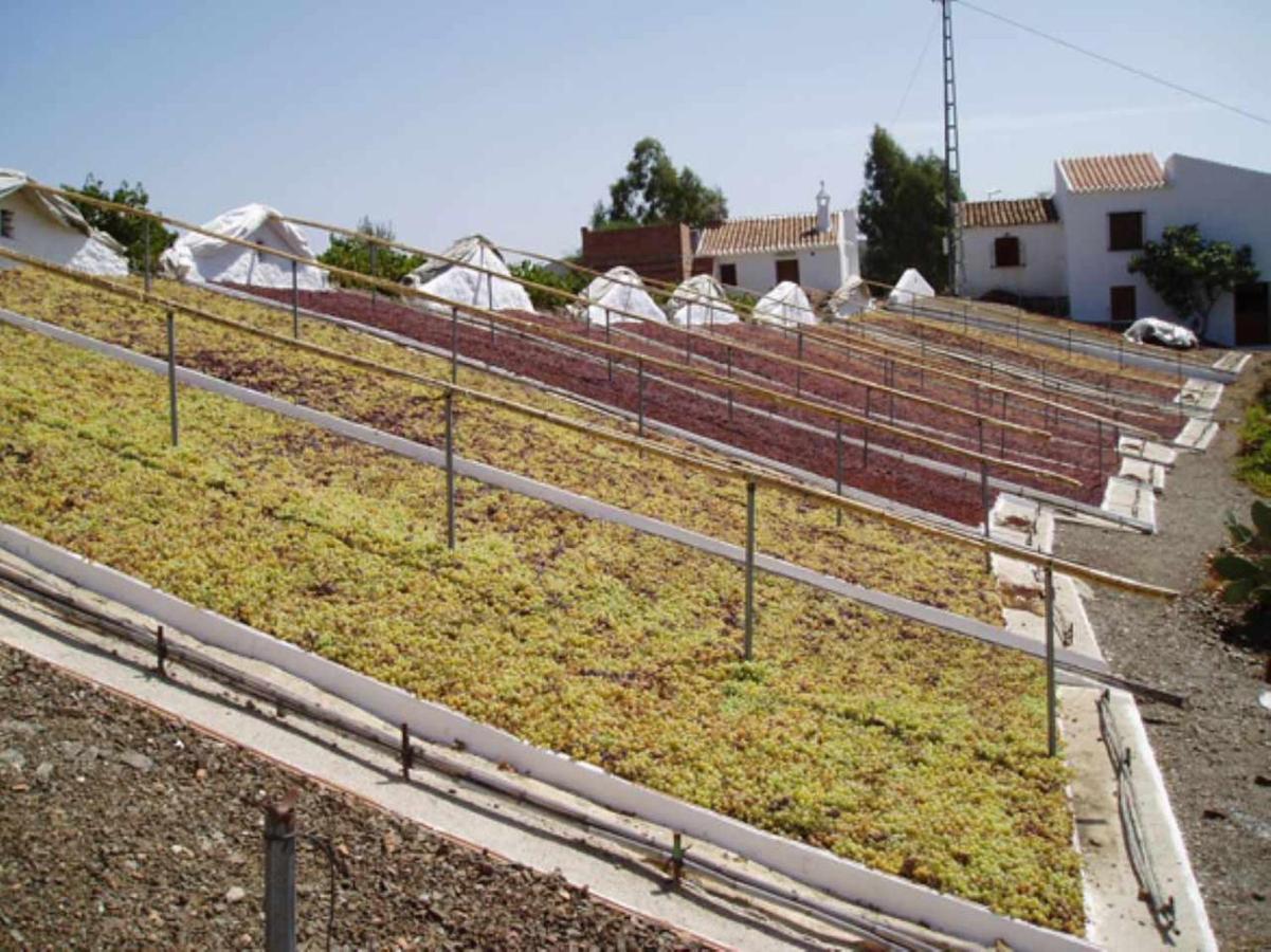 Iznate Casa Mirador Las Claras Con Piscina Privada Jardin מראה חיצוני תמונה